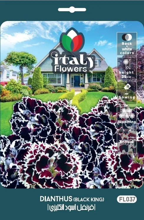 Black Carnation