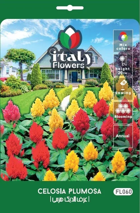 Celosia Pyramidal
