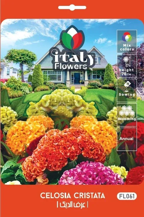 Celosia