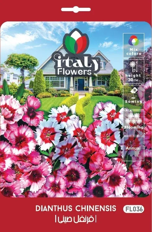 Chinese Dianthus