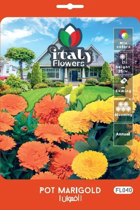 Chrysanthemum