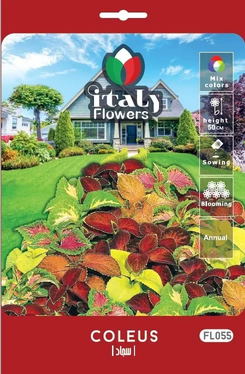 Coleus