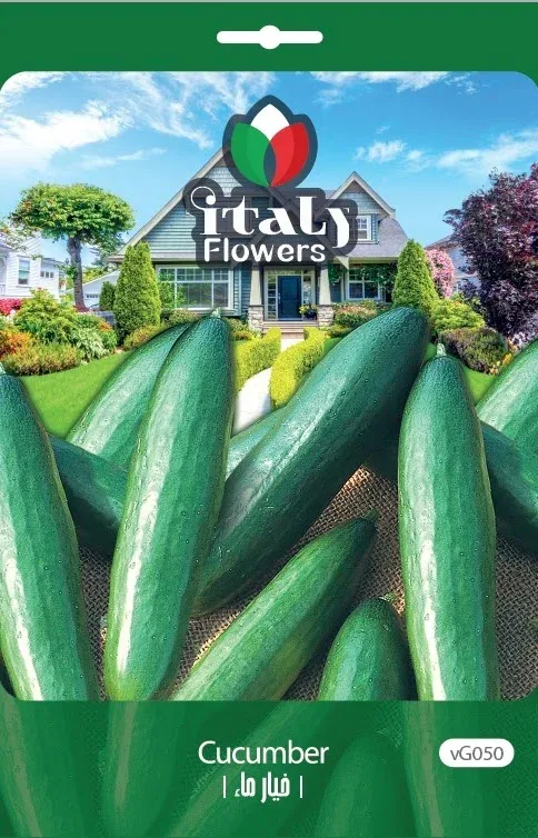 Cucumber