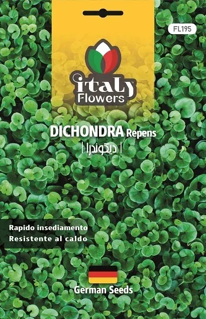Dichondra