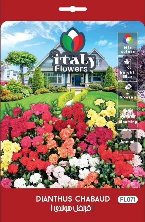 Dutch Carnation