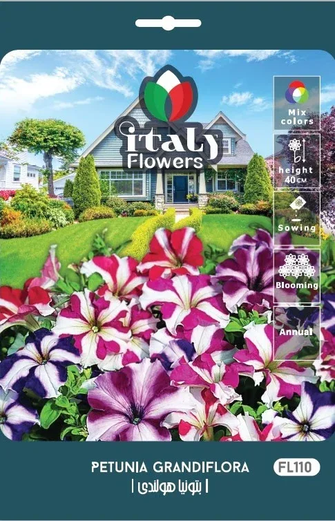 Dutch Petunia
