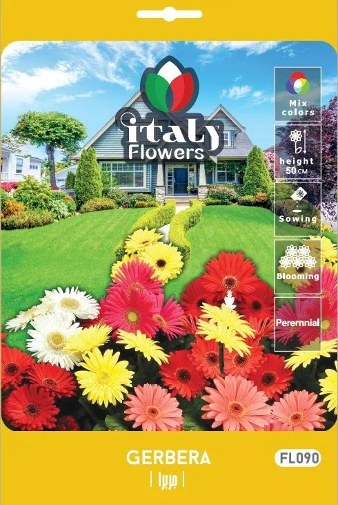 Gerbera