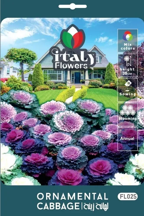 Ornamental Cabbage