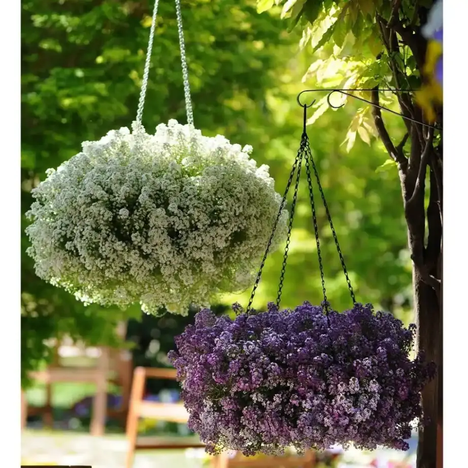 Alyssum