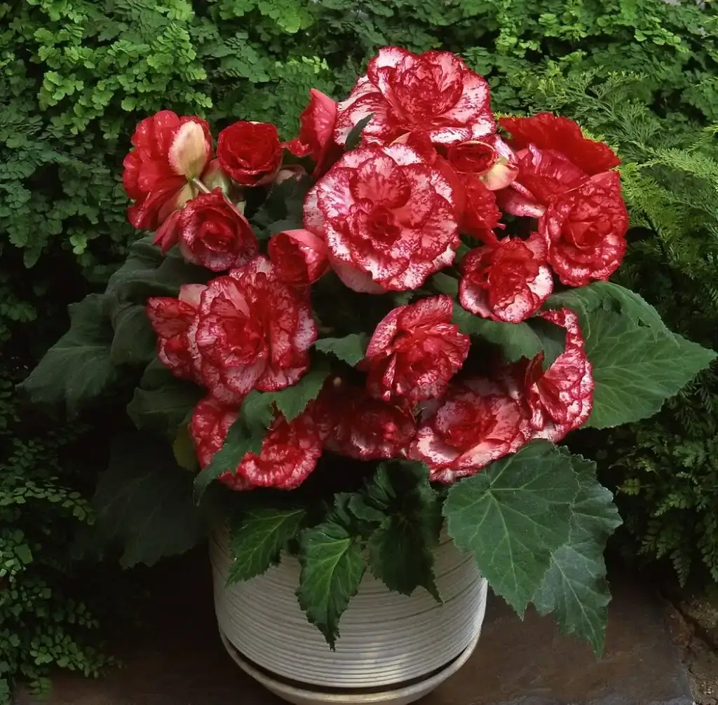 Begonia
