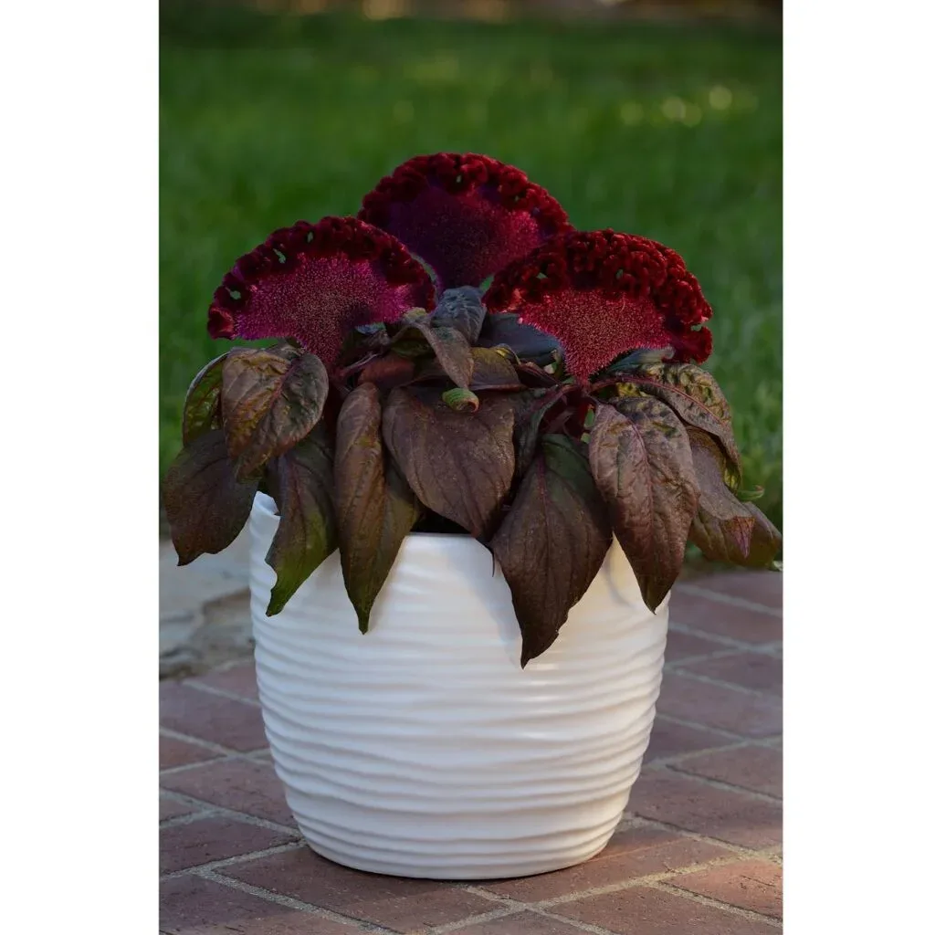 Celosia