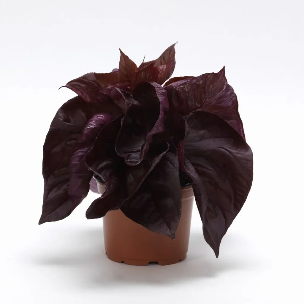 Celosia Foliage
