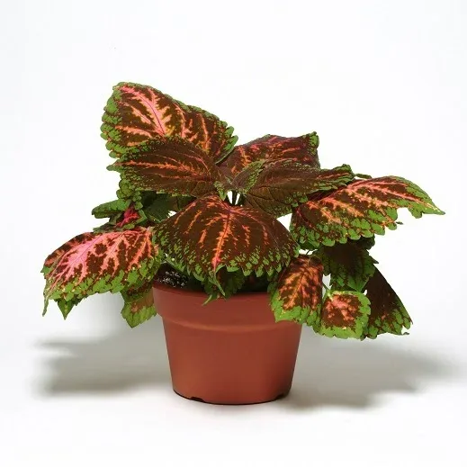 Coleus Kong