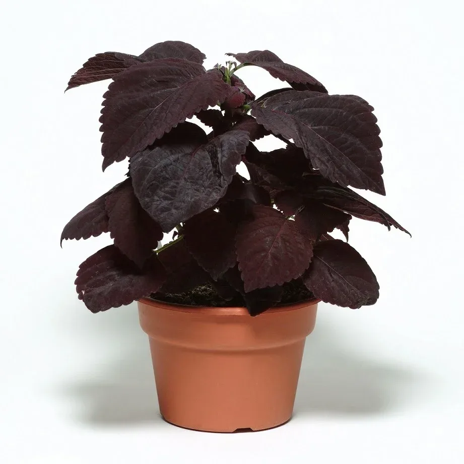 Coleus Premium Sun