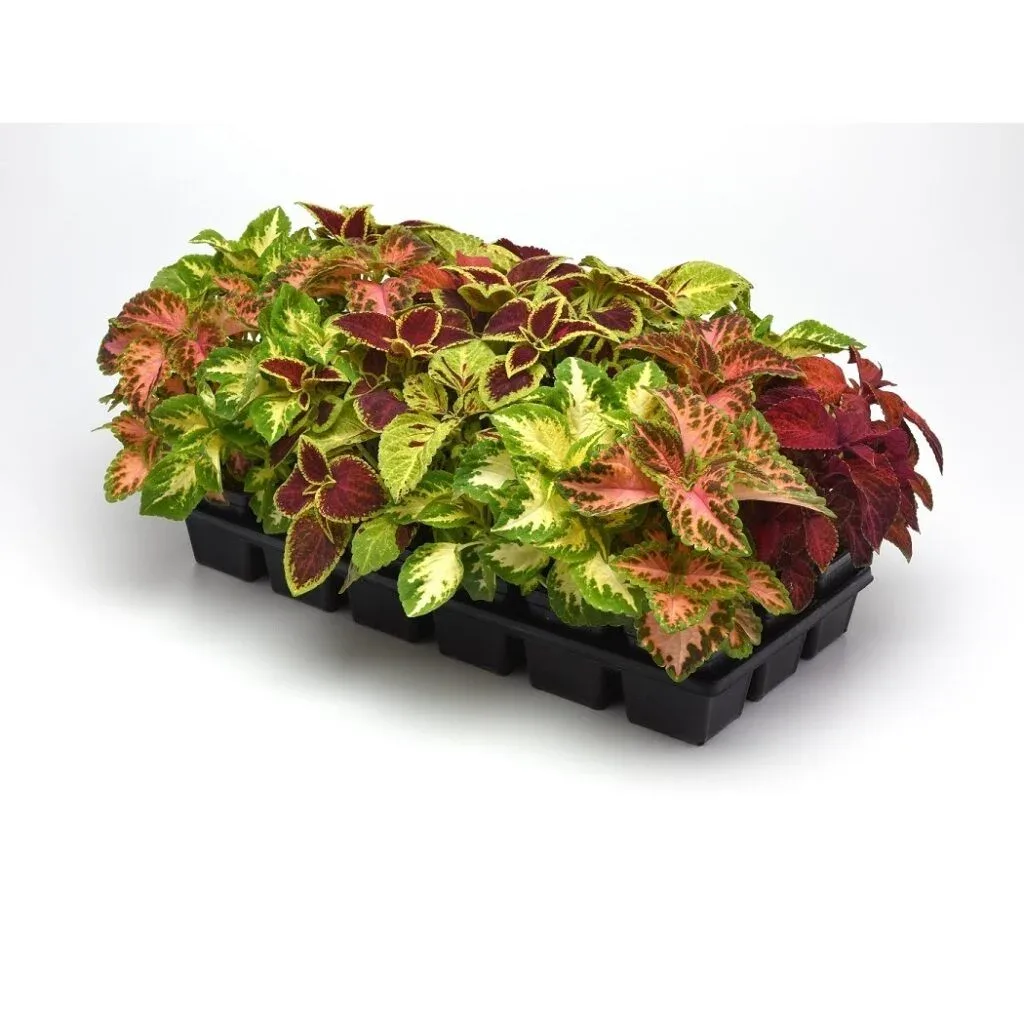 Coleus Wizard