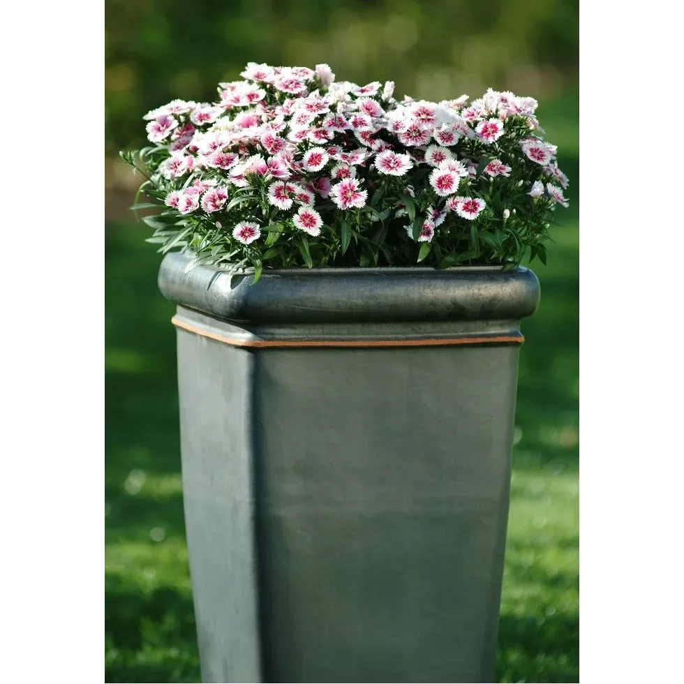 Dianthus
