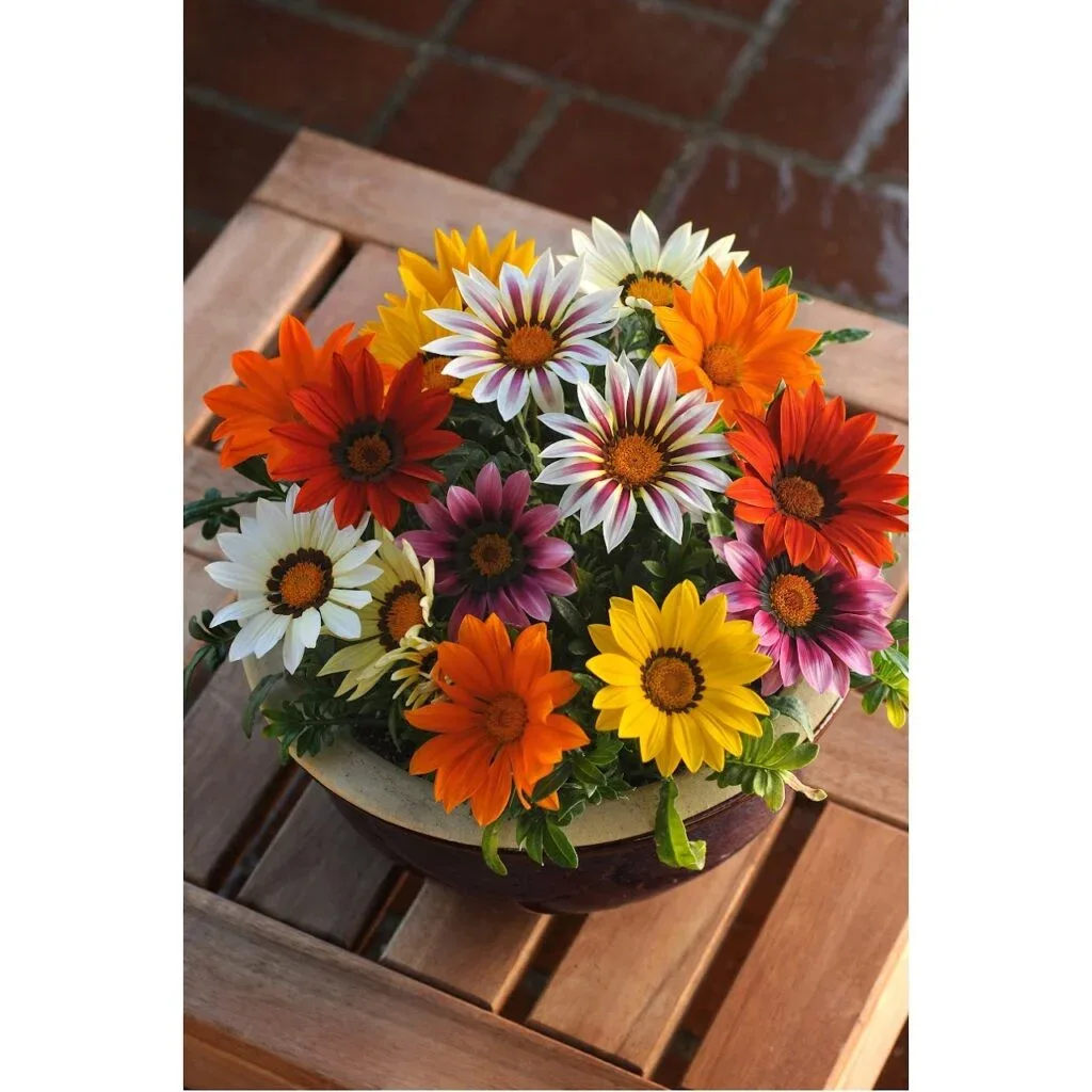 Gazania