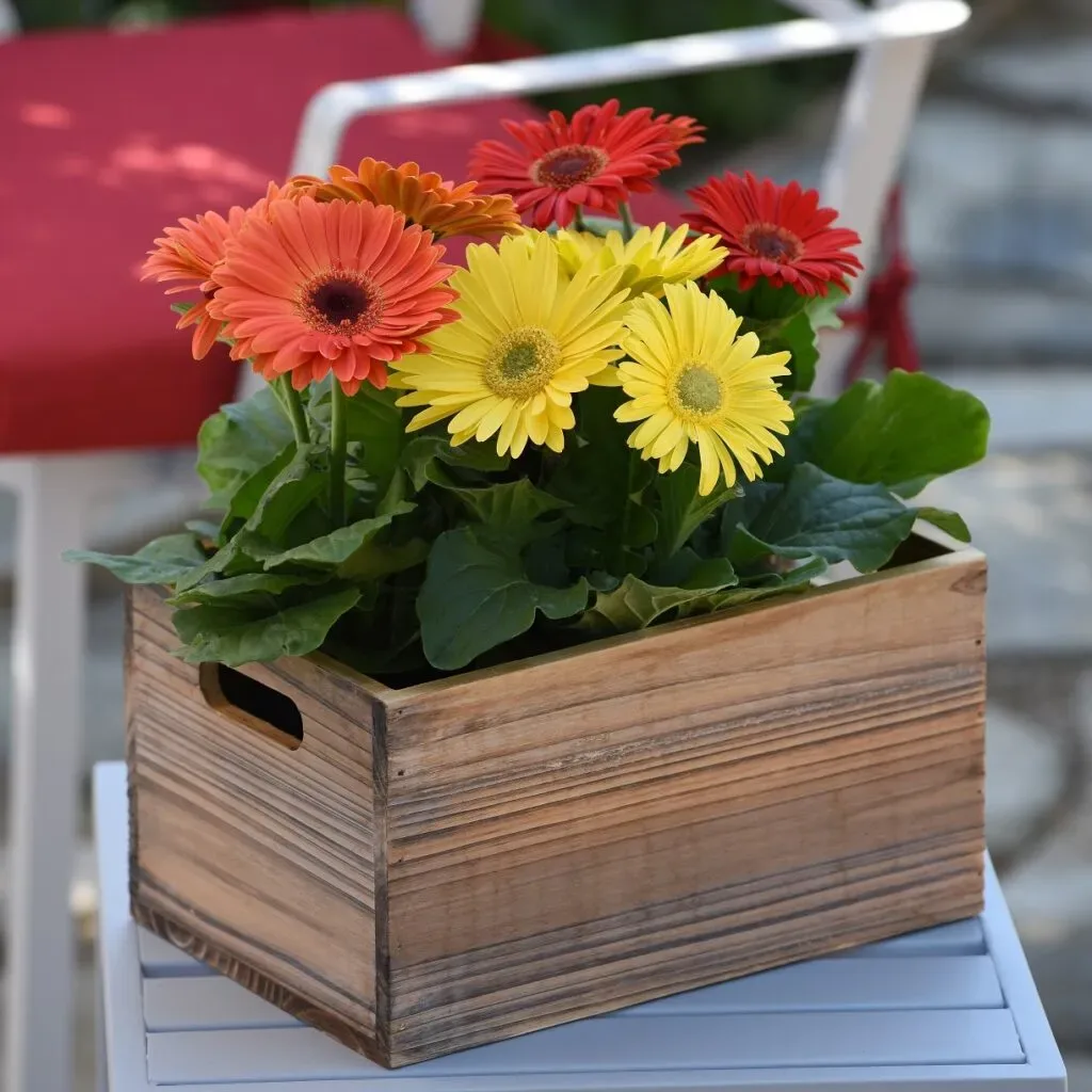 Gerbera