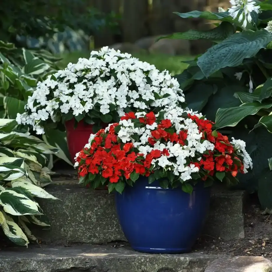 Impatiens