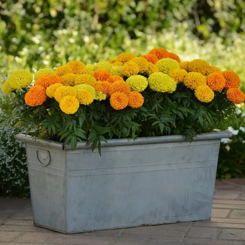Marigold