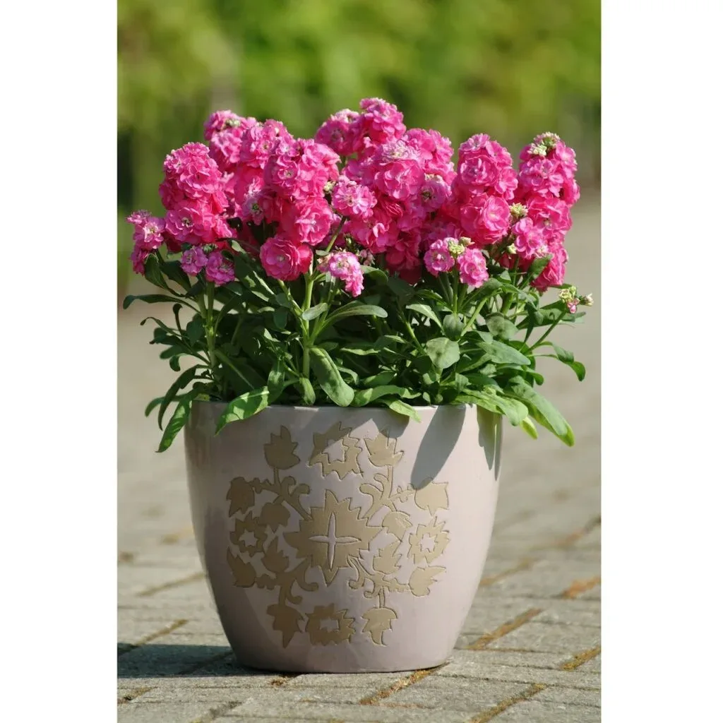 Matthiola