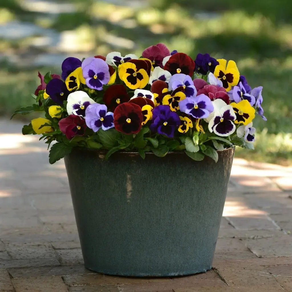 Pansy