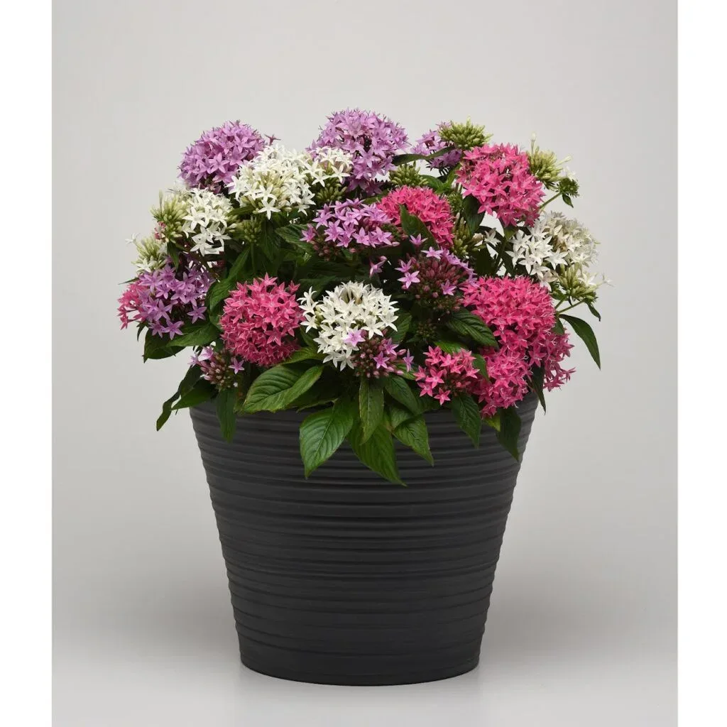 Pentas