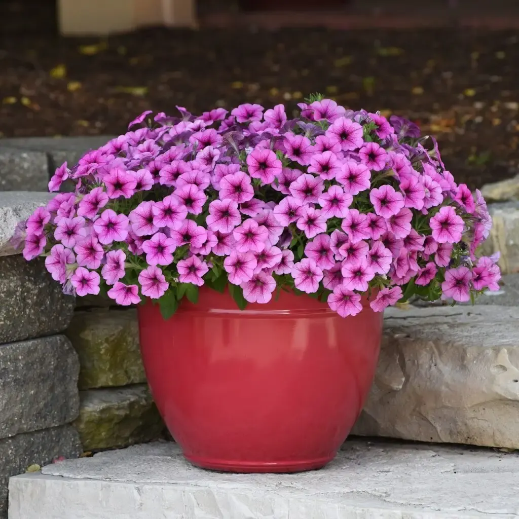 Petunia