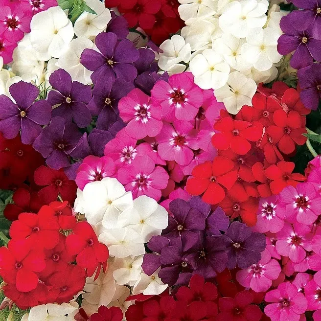 Phlox