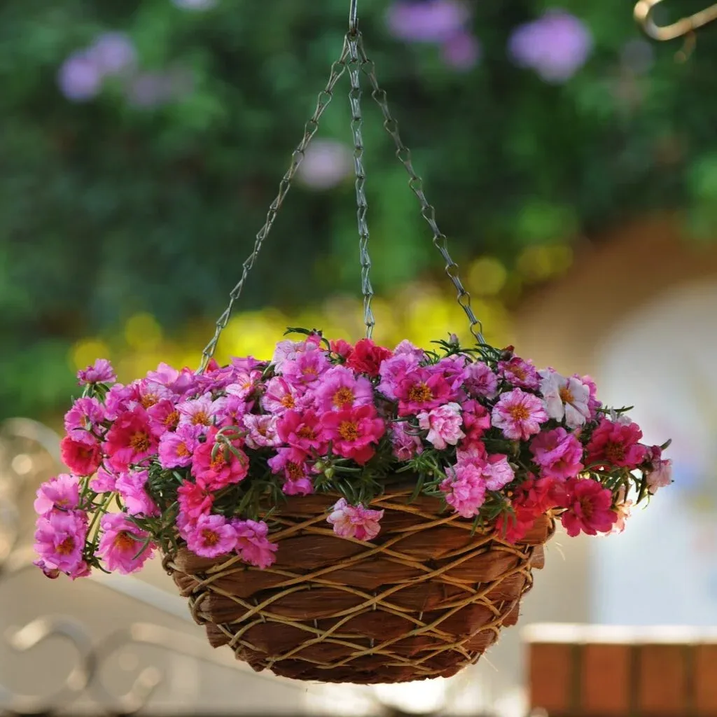 Portulaca