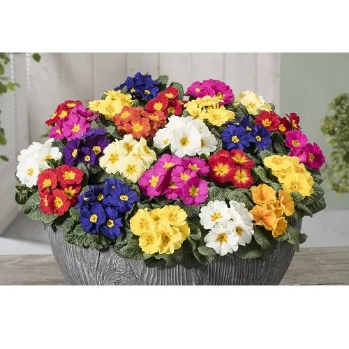 Primula