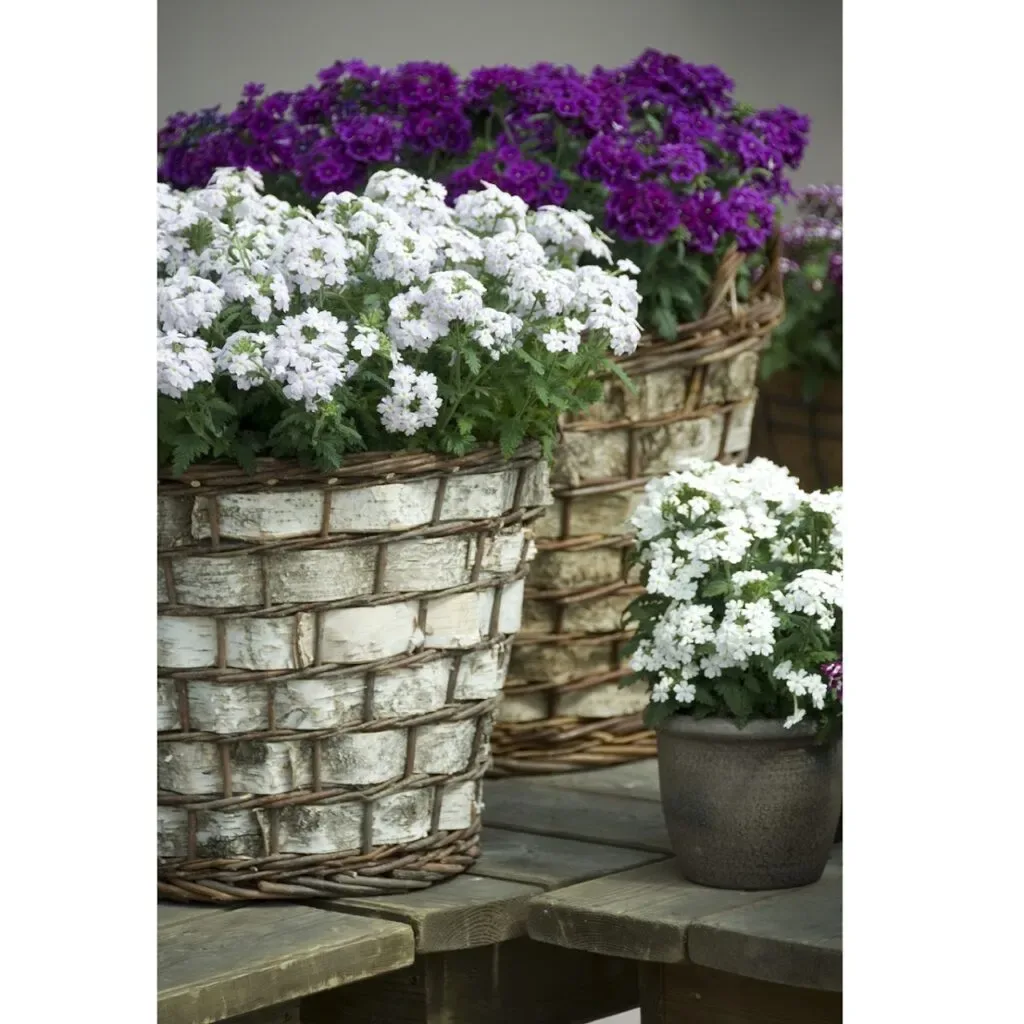Verbena