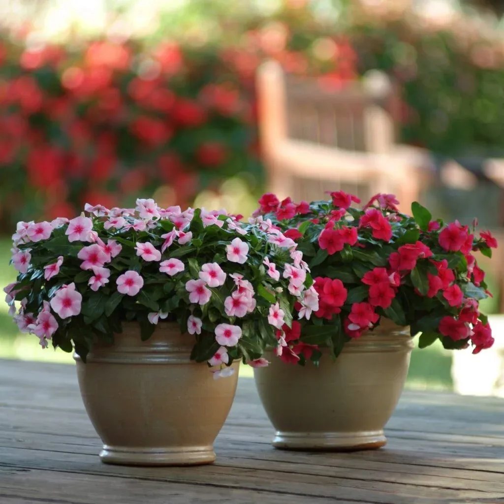 Vinca