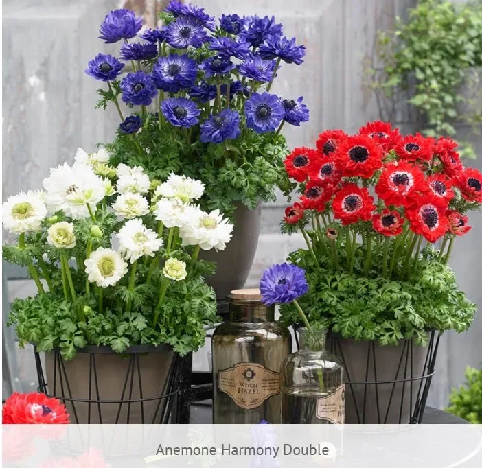 Anemone Mix