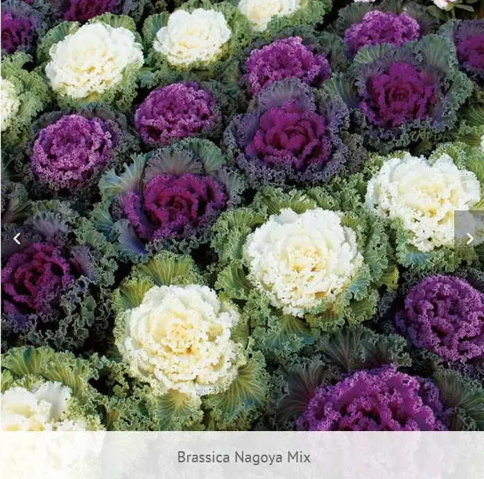 Ornamental Cabbage Nagoya