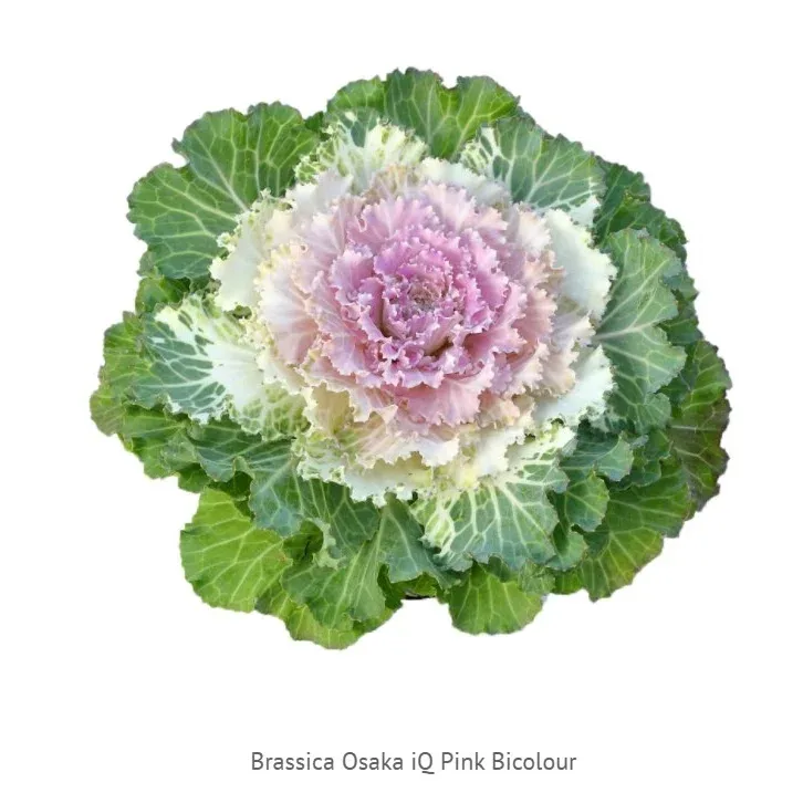 Ornamental Cabbage Osaka