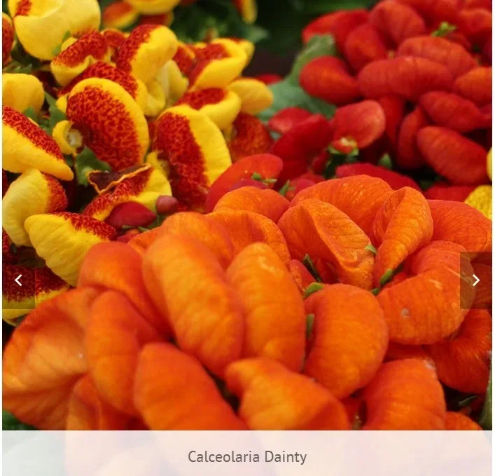Calceolaria Dainty