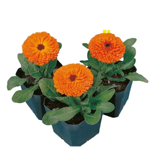 Calypso Orange