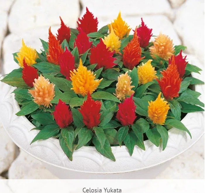 Celosia Yukata