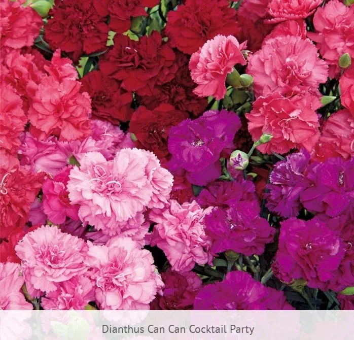 Dianthus Can Can