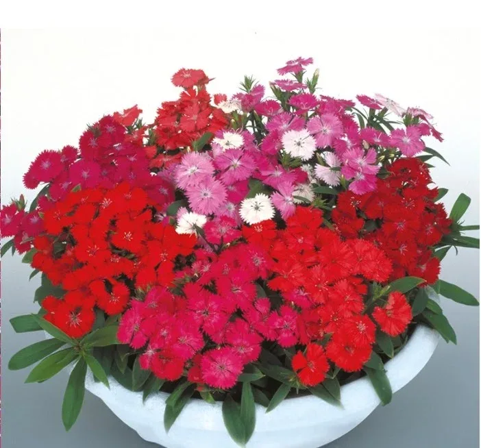 Dianthus