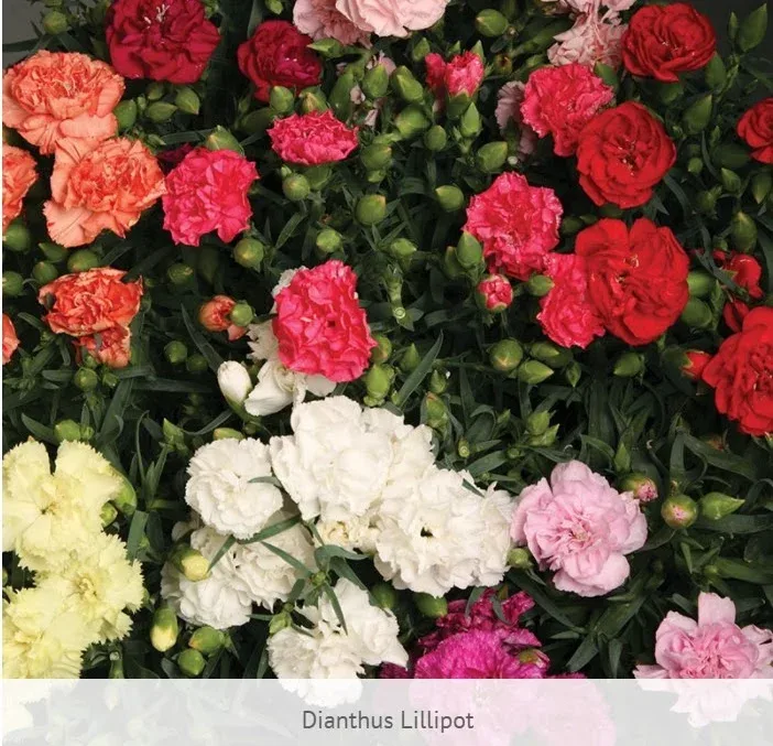 Dianthus Lilliput