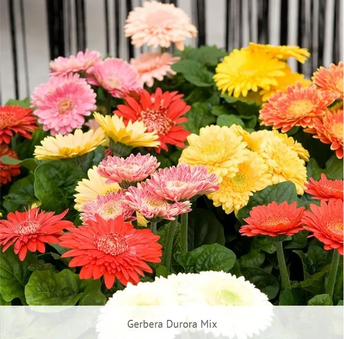 Gerbera Durora