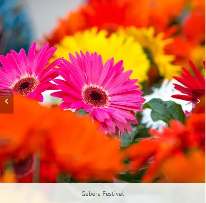 Gerbera Festival
