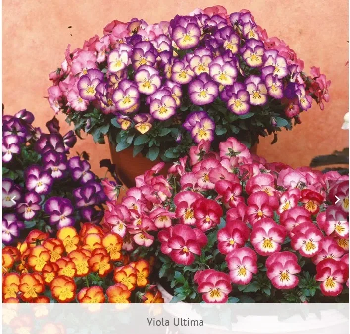Pansy Viola Ultima