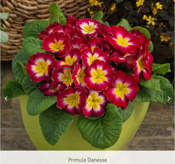 Primula Danessa
