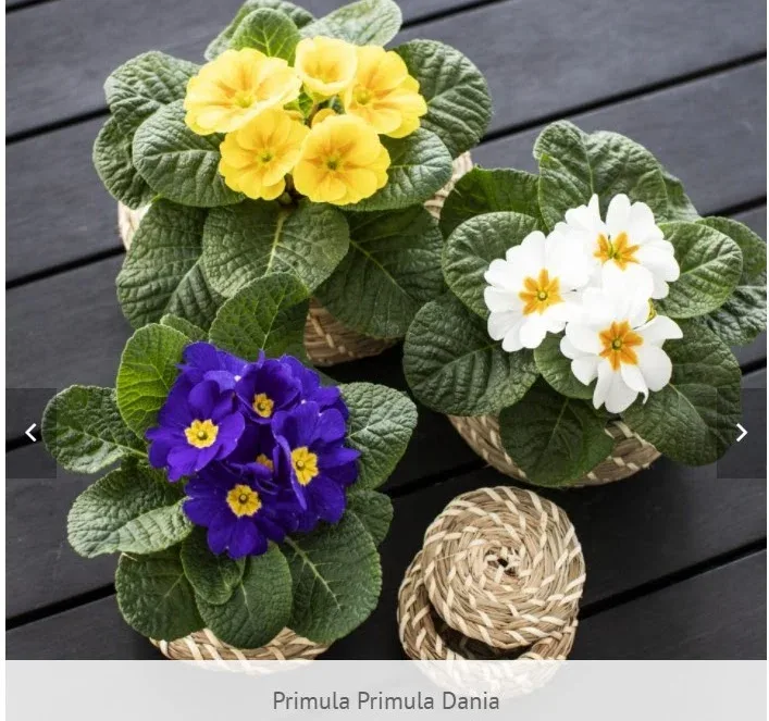 Primula Dania