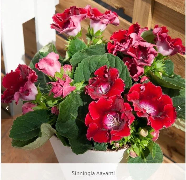 Sinningia Avanti