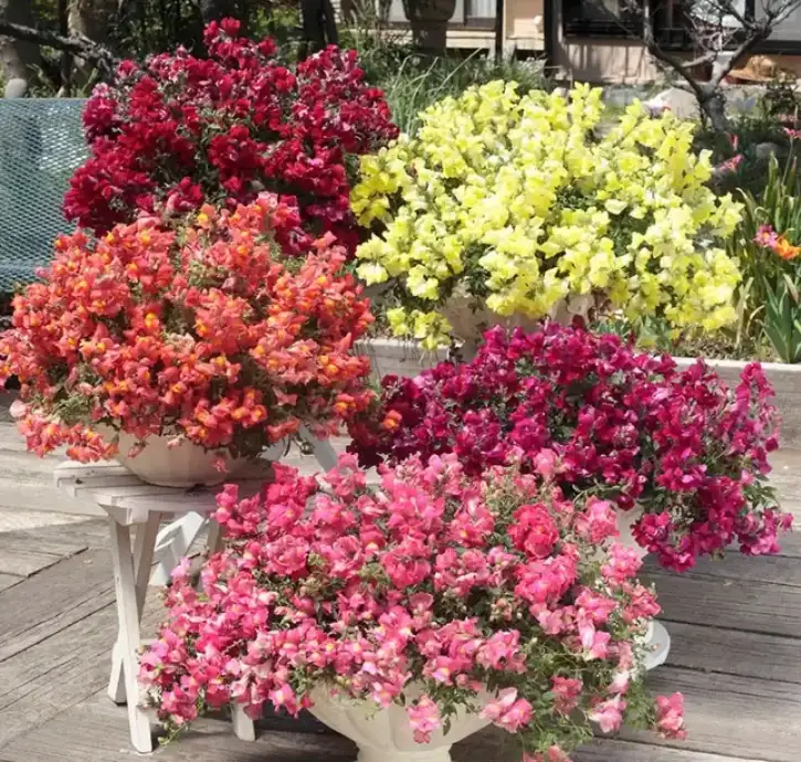 Snapdragon Candy Mix