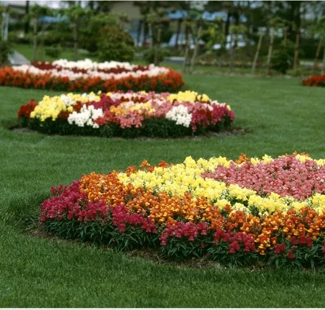 Snapdragon Floral Mix